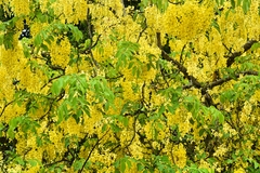 Cassia fistula