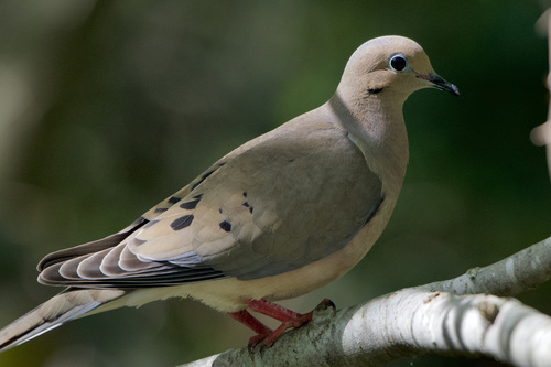 Mourning Dove photographed in California