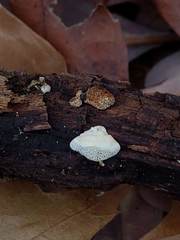 Truncospora wisconsinensis