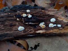 Truncospora wisconsinensis