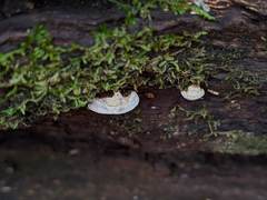 Truncospora wisconsinensis