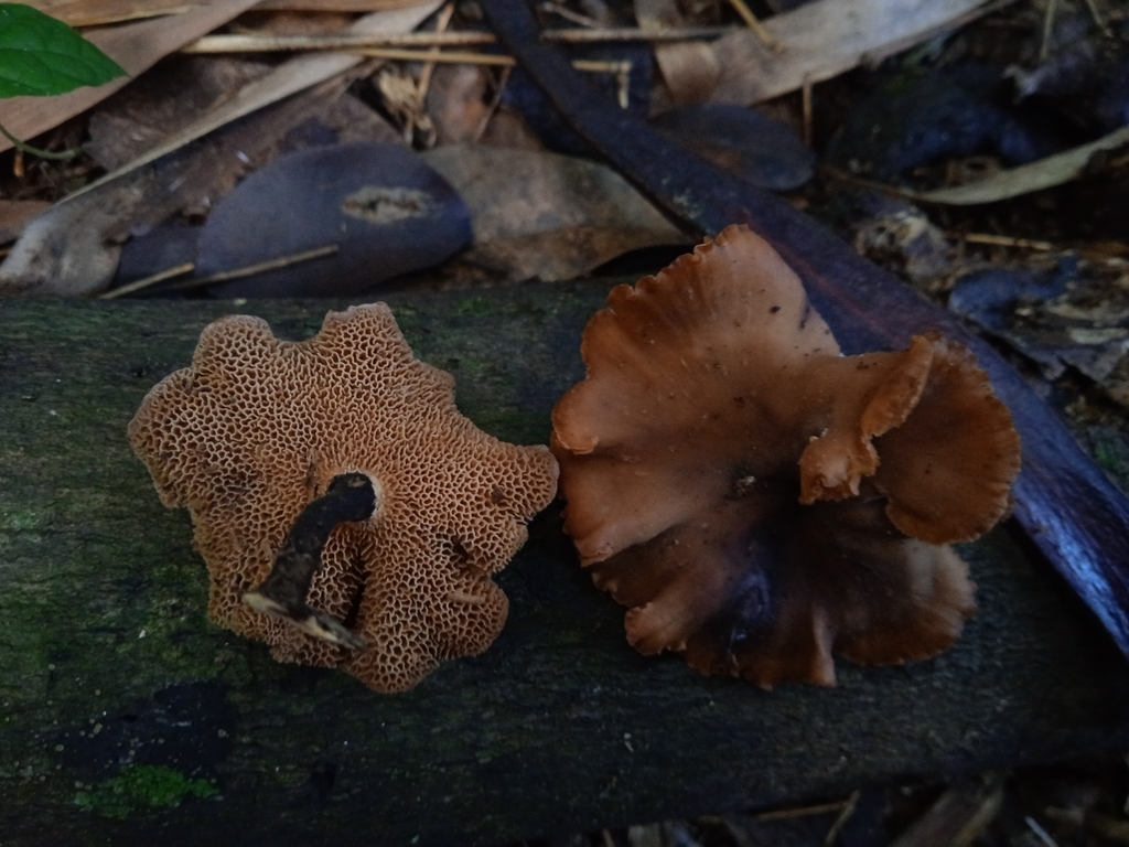 Polyporus guianensis