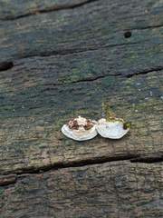 Truncospora wisconsinensis