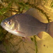 Crucian Carp - Photo (c) User:Viridiflavus, some rights reserved (CC BY-SA)