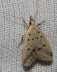 Atheropla decaspila
