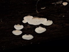 Truncospora wisconsinensis