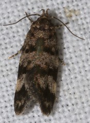 Barea subviridella