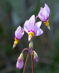Primula pauciflora cusickii