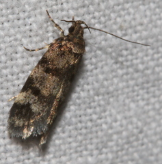 Barea subviridella
