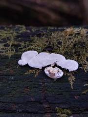 Truncospora wisconsinensis