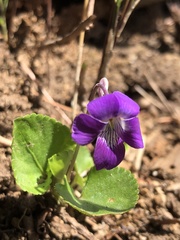 Viola obtusa
