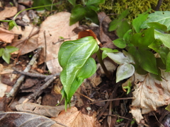 Trillium erectum