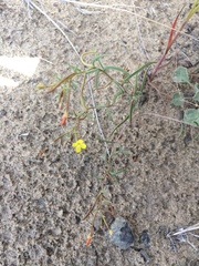 Camissonia parvula