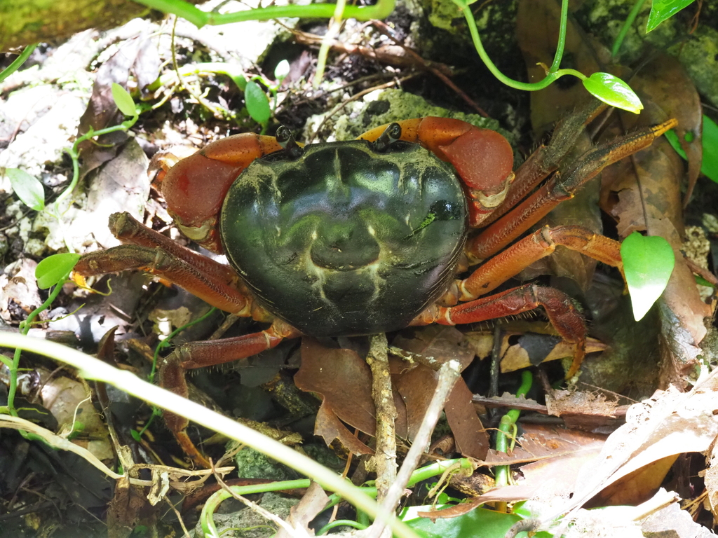 Land Crabs from Peleliu Forest of Hope on March 14, 2022 at 01:59 PM by ...