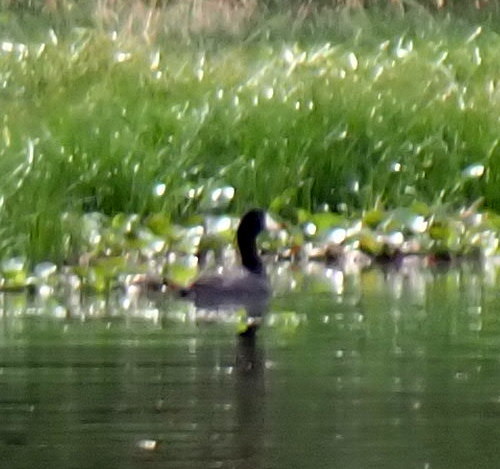 American Coot photographed in Georgia