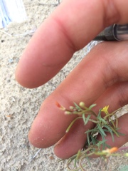 Camissonia parvula