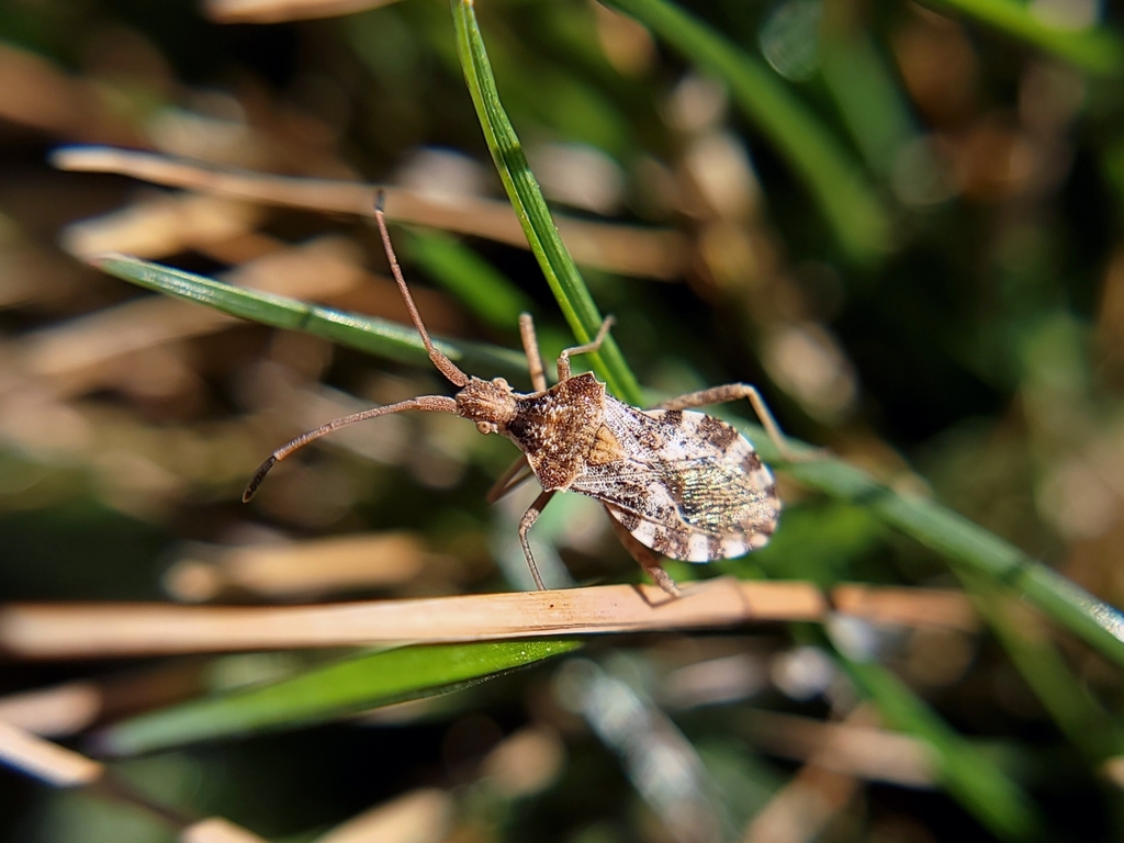 Leaf-footed bug