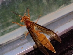 Synoeca virginea
