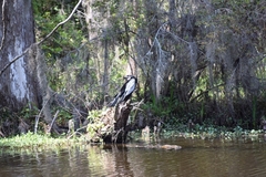 Anhinga anhinga
