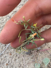 Camissonia parvula