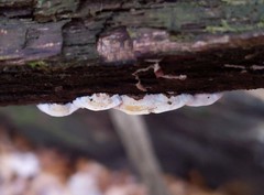 Truncospora wisconsinensis