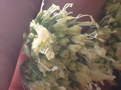 Myrrhidendron