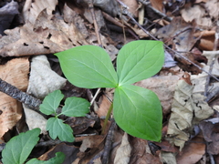 Trillium erectum