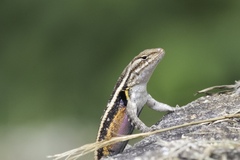 Sceloporus teapensis
