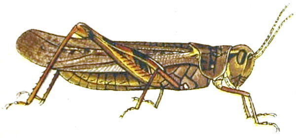 Rocky Mountain Locust