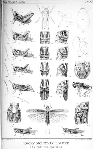 Rocky Mountain Locust photo 2