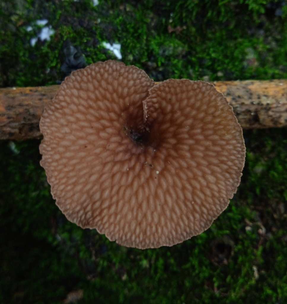 Neofavolus subpurpurascens · March 2022 · photo: © deniszabin (iNaturalist, cc-by)