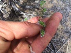 Cryptantha pterocarya