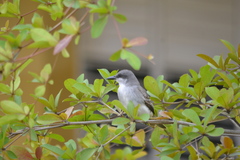 Tyrannus dominicensis