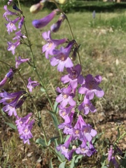 Penstemon secundiflorus