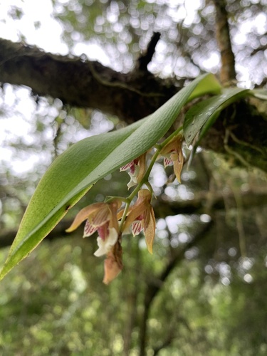 Comparettia tungurahuae (Dodson) M.W.Chase & N.H.Williams 2