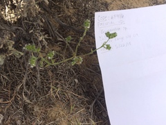 Cryptantha pterocarya