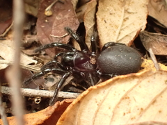 Hadronyche venenata