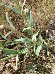 Penstemon secundiflorus
