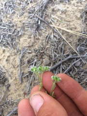 Cryptantha pterocarya