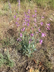 Penstemon secundiflorus