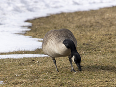 Branta canadensis