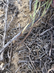 Cryptantha pterocarya