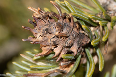 Adelges abietis