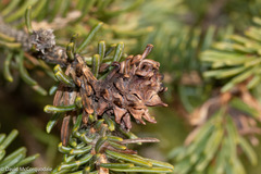 Adelges abietis