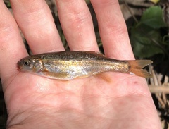 Hesperoleucus venustus