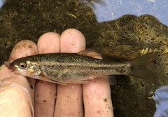 Hesperoleucus venustus