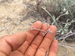 Eriogonum nummulare