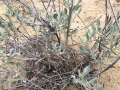 Eriogonum nummulare