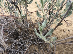 Eriogonum nummulare