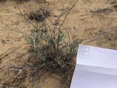 Eriogonum nummulare
